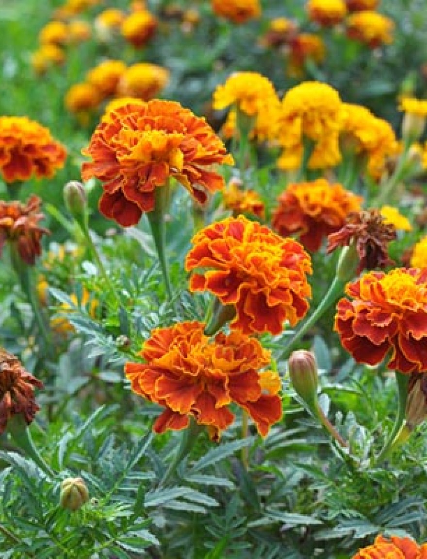 On the flowerbed bushes bloom marigold (tagetes) - annual plant from the family of aster