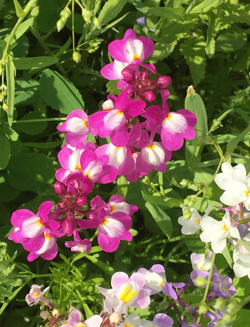 Linaria maroccana 'Fairy Bouquet'