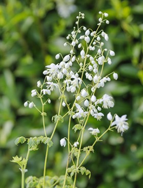 Thalictrum delavayi 'Album'