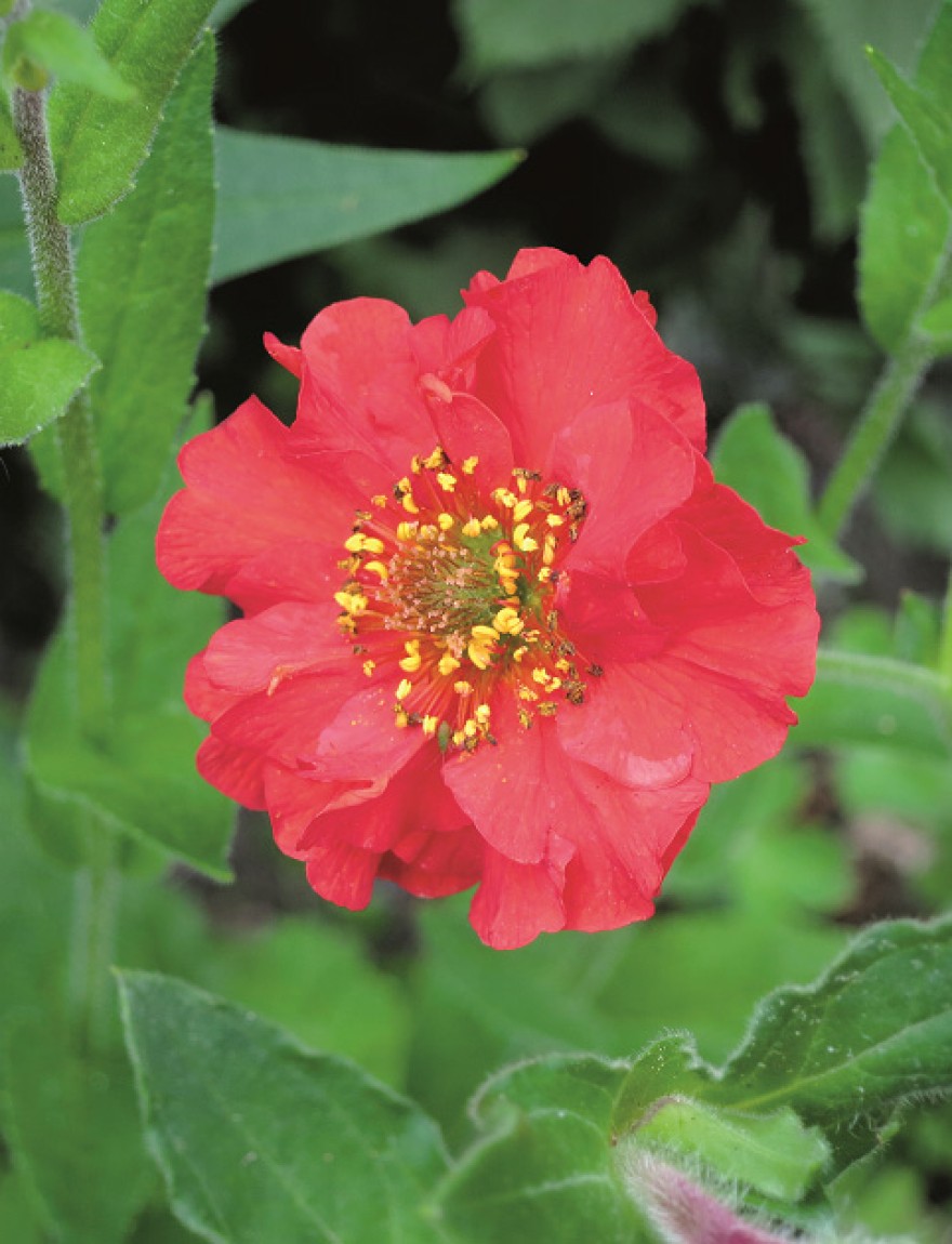 Geum chiloense 'Mrs Bradshaw'