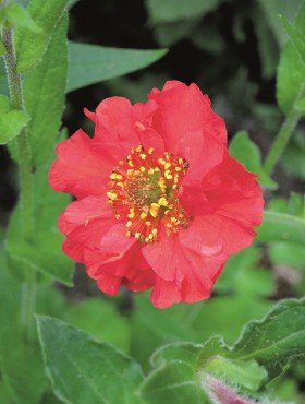 Geum chiloense 'Mrs Bradshaw'