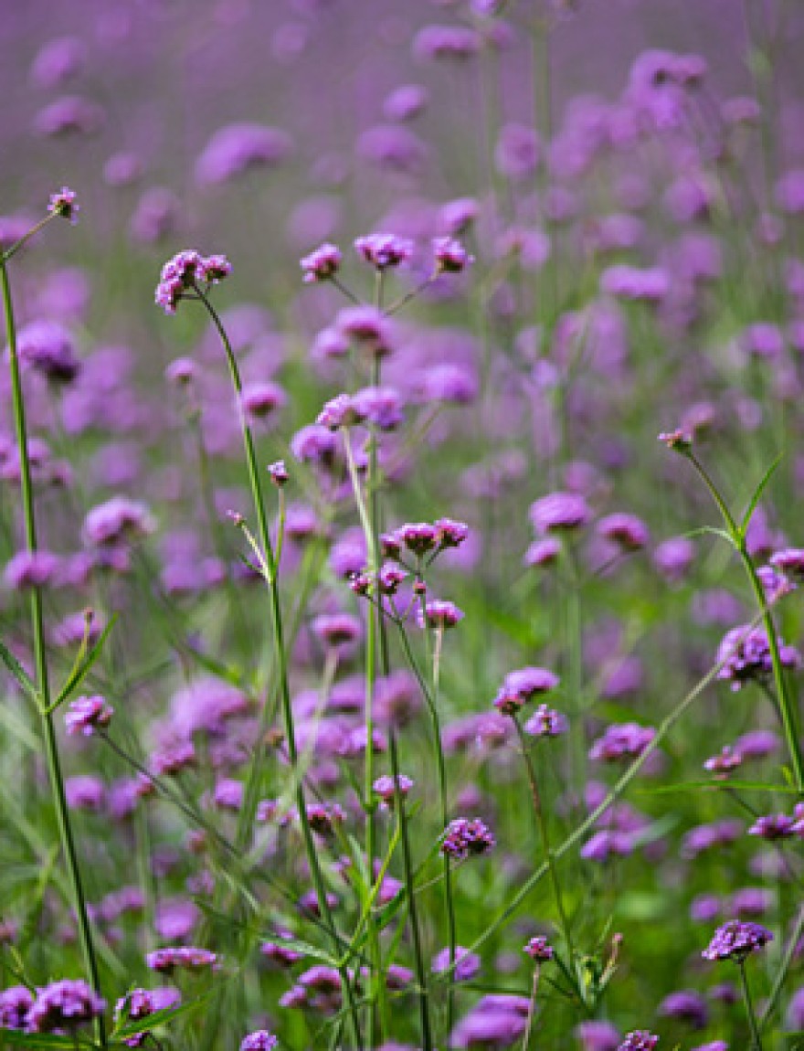 Verbena Bonariensis flowers, Purple flowers in blurred background, Selective focus, Abstract graphic design