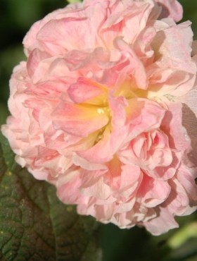 Alcea 'Chater's Double Salmon'