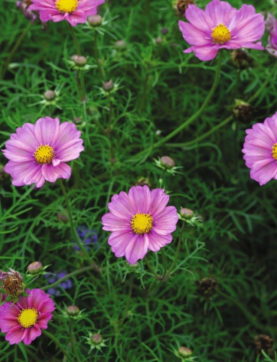 Cosmos 'Xsenia'