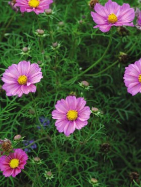 Cosmos 'Xsenia'