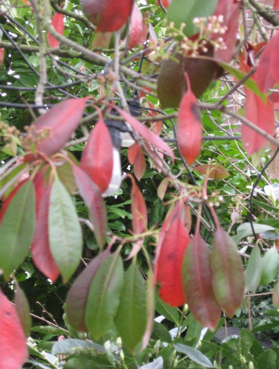 Hennepbladstokroos, Althaea cannabina