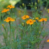 Tagetes tenuifolia 'Tangerine Gem'