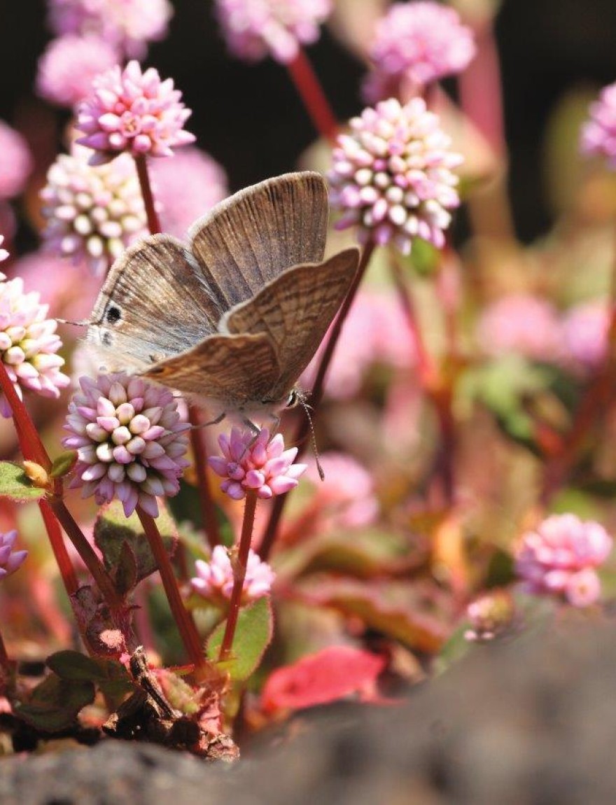 Polygonum capitatum