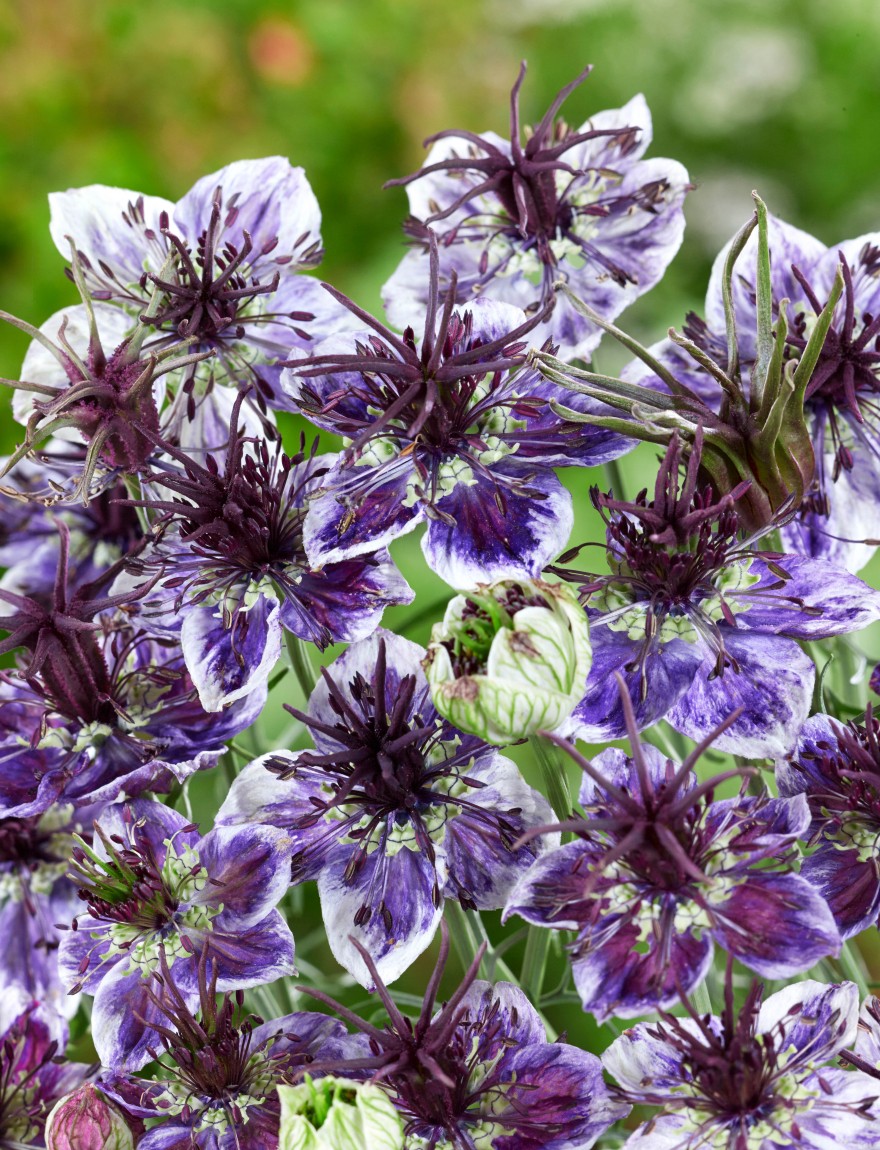 Nigella papillosa