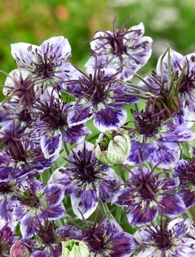 Nigella papillosa