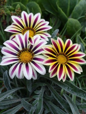 Gazania FROSTY KISS White Flame