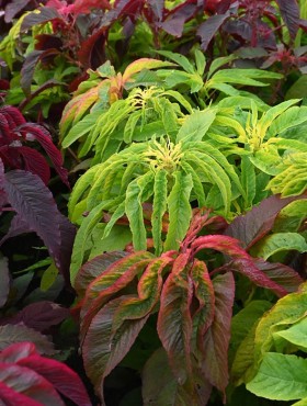 Amaranthus tricolor 'Ponsettia Mix'