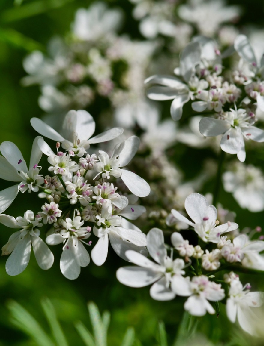 Coriandrum sativum