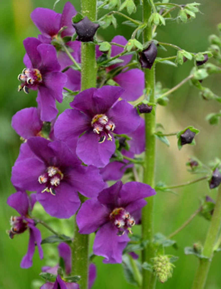 verbascum, phoeniceum, flower, nature, flowers, plant, garden, spring, purple, green, pink, summer, blossom, beauty, bloom, flora, blue, macro, wild, bee, lavender, lilac, leaves, grass, natural, leaf, beautiful