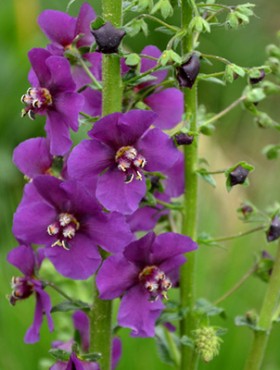 verbascum, phoeniceum, flower, nature, flowers, plant, garden, spring, purple, green, pink, summer, blossom, beauty, bloom, flora, blue, macro, wild, bee, lavender, lilac, leaves, grass, natural, leaf, beautiful