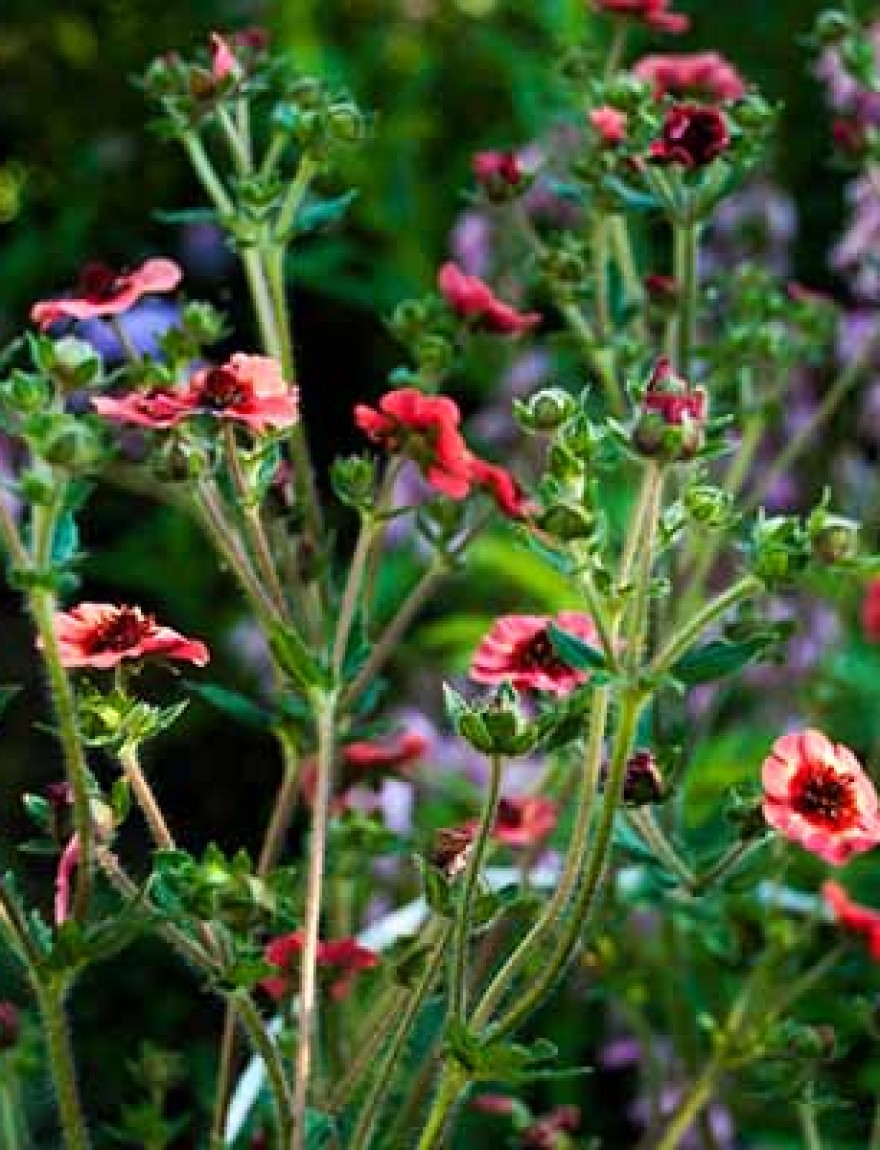 Nepal cinquefoil (Potentilla nepalensis 'Miss Willmott')