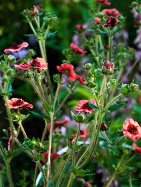 Nepal cinquefoil (Potentilla nepalensis 'Miss Willmott')