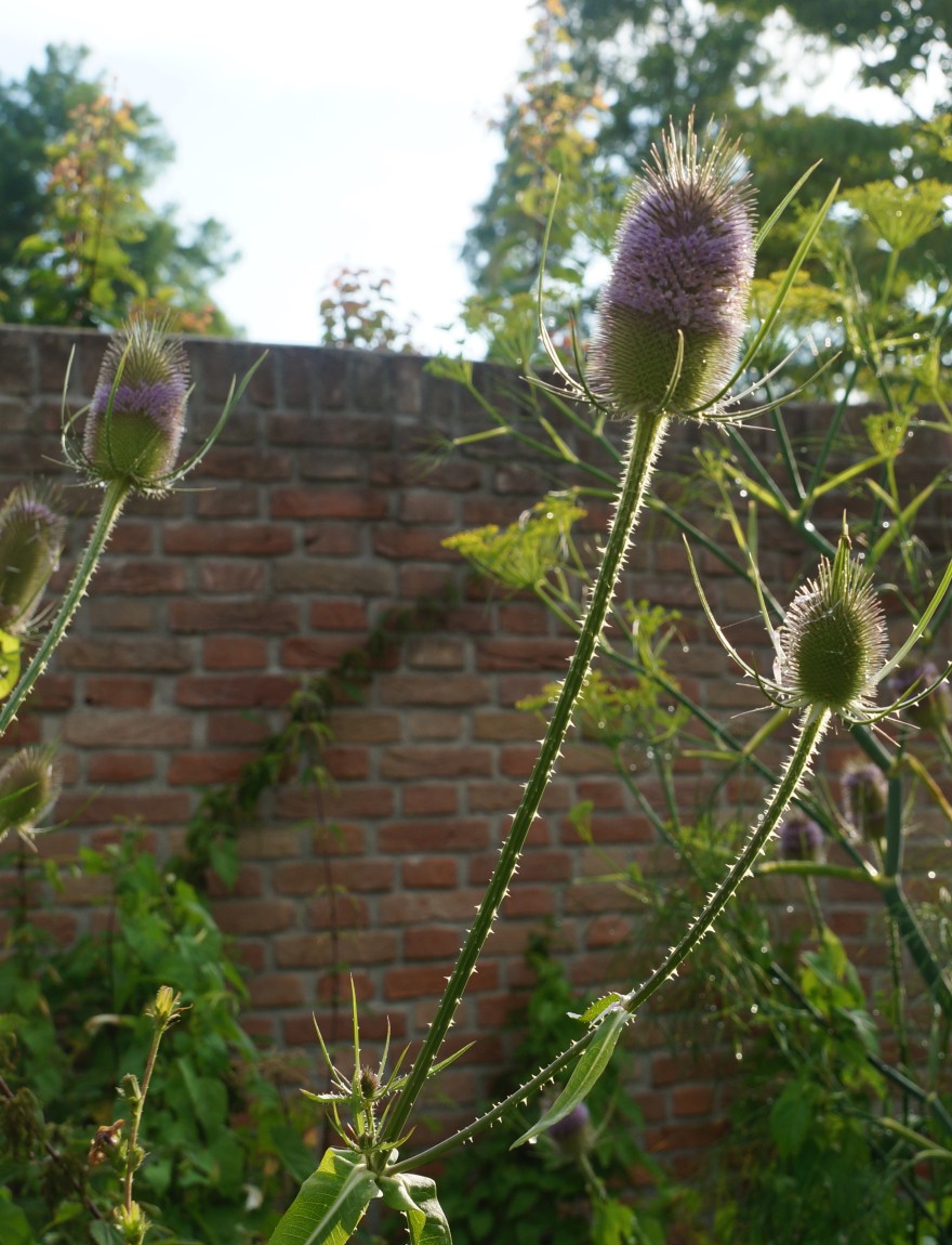 Dipsacus fullonum