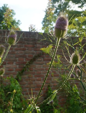 Dipsacus fullonum