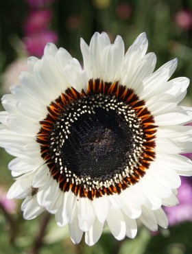 Venidium fastuosum 'Zulu Prince'