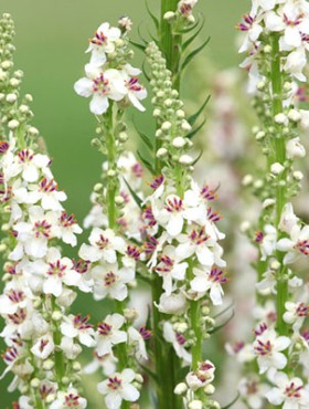 White spires of Nettle leaved mullein, Verbascum chaixii, in flower.