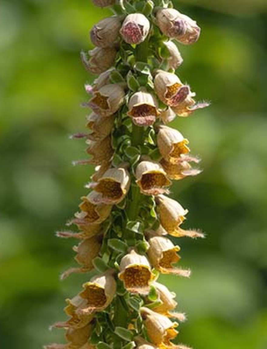 Rusty Foxglove resp.Digitalis ferruginea in Rhineland,Germany