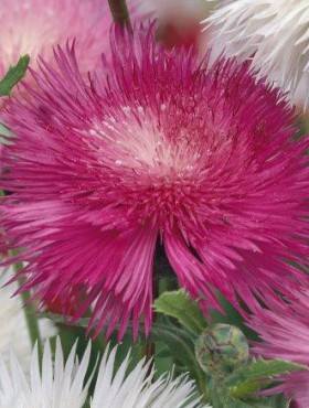 Centaurea moschata imperialis 'Graciosa' (lila)