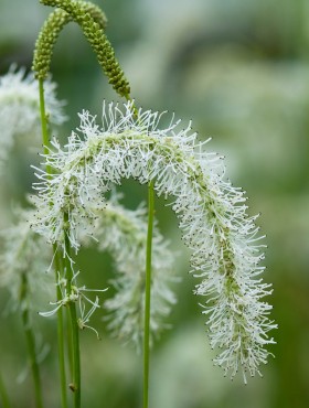 Sanguisorba tenuifolia var. alba