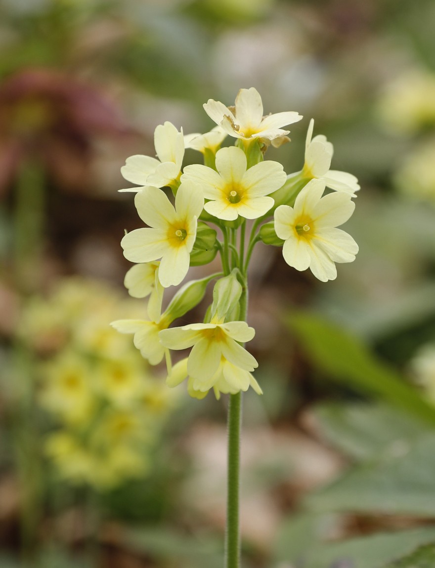 Primula elatior