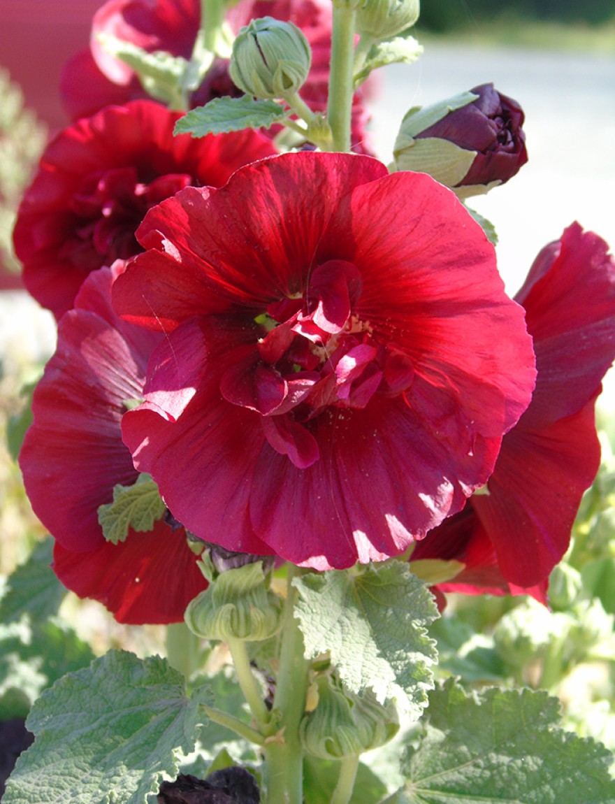 Alcea 'Happy Lights'