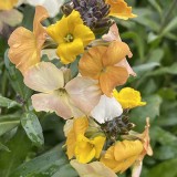 Erysimum cheiri (mengsel)