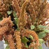 Amaranthus cruentus 'Hot Biscuits'