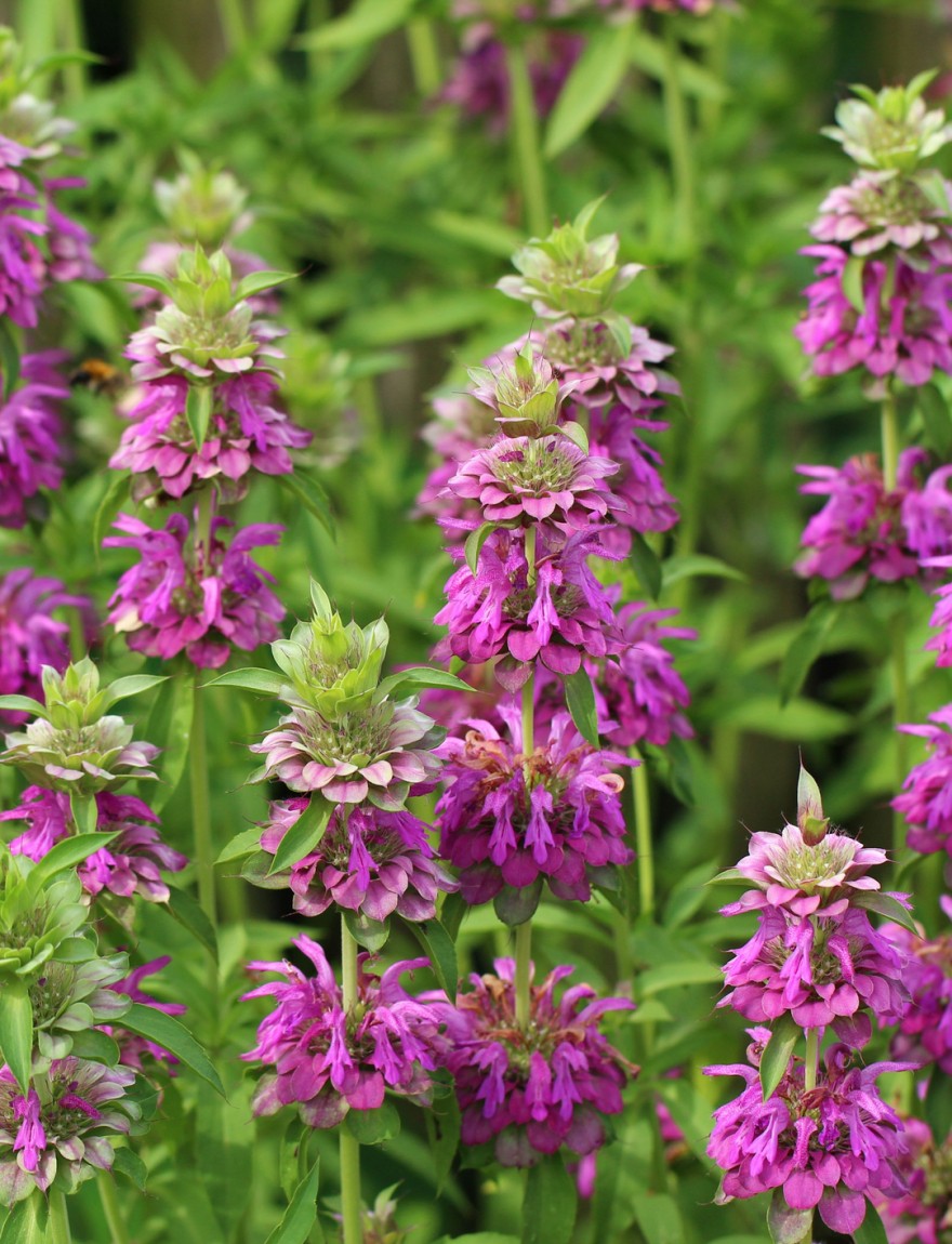 Monarda citriodora