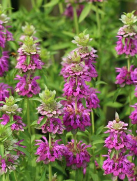 Monarda citriodora