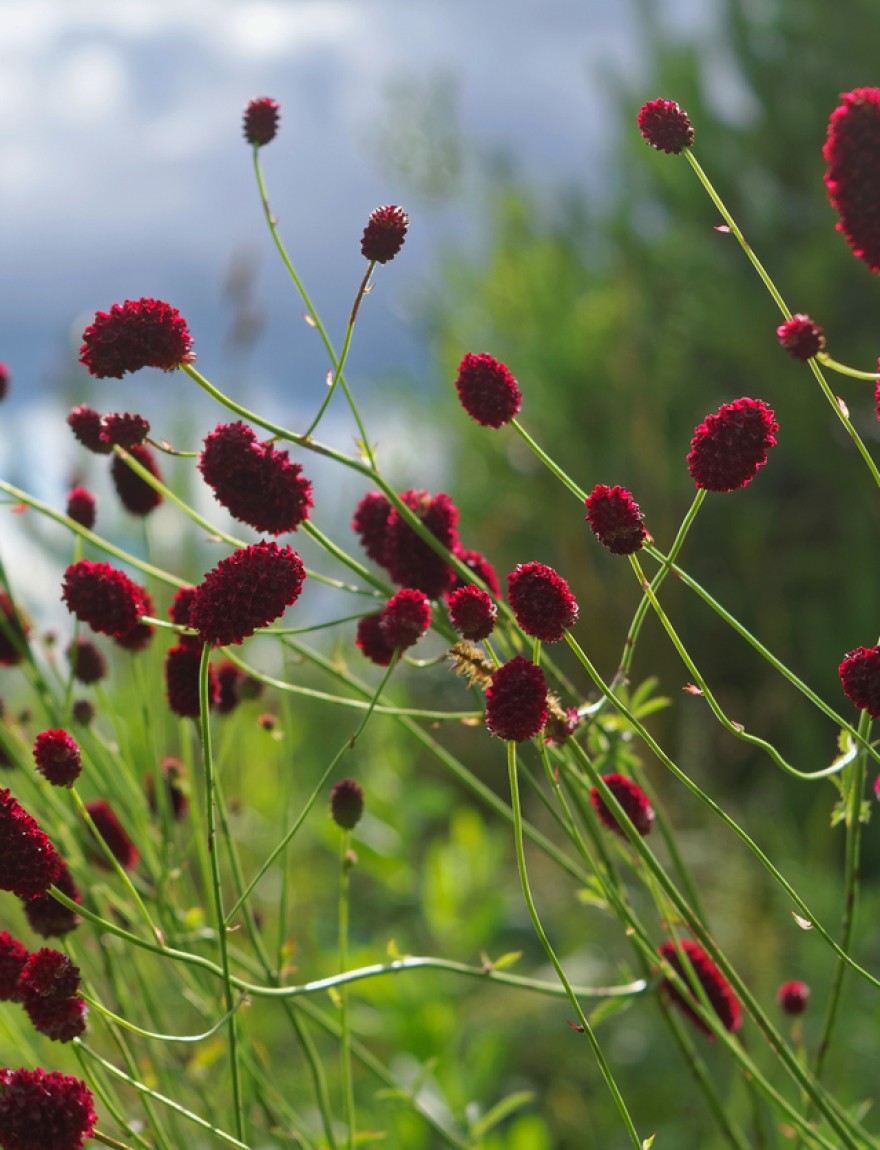 Great burnet Sanguisorba officinalis close-up