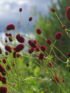 Great burnet Sanguisorba officinalis close-up