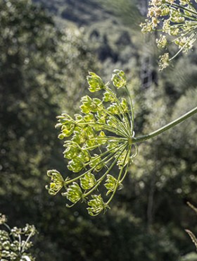 A Group of green Laserpitium siler or laserwort flowers with with buds is on a green background of leaves and grass in a park in summer