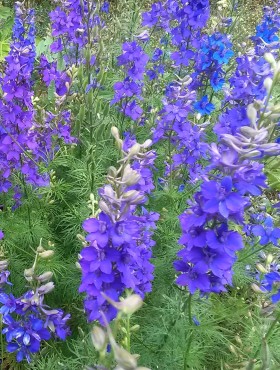 Consolida ajacis 'Blue Spire' (syn. Delphinium consolida 'Blue Spire')