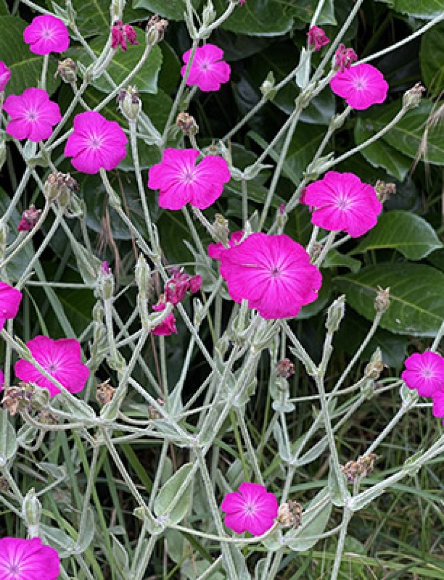 Lychnis coronaria