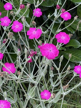 Lychnis coronaria