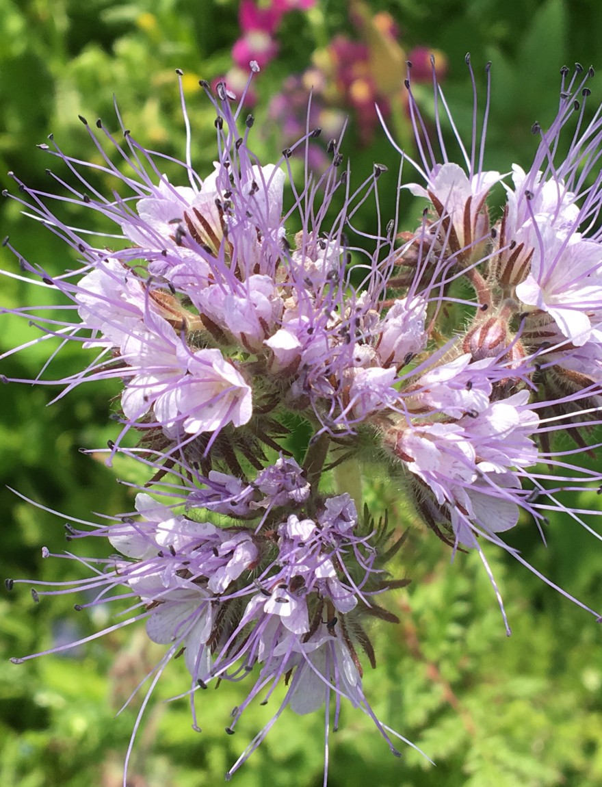 Phacelia tanacetifolia