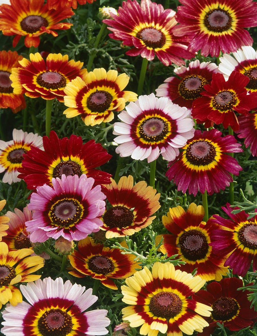 Chrysanthemum carinatum, syn. tricolor