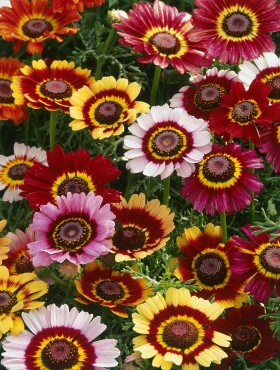 Chrysanthemum carinatum, syn. tricolor