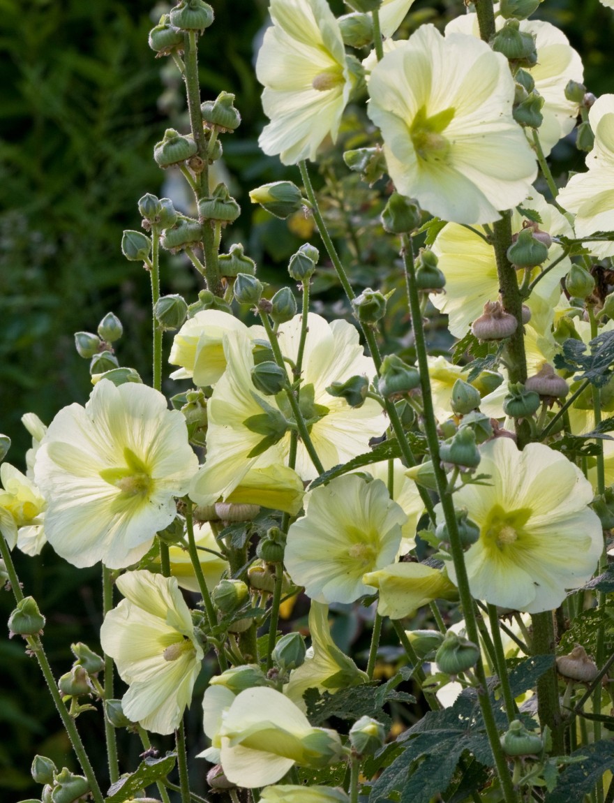 Alcea rugosa