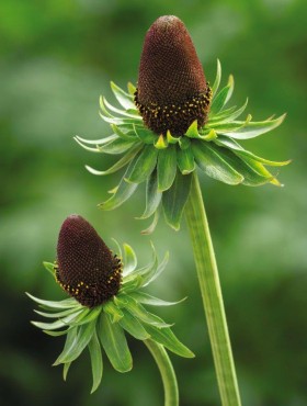 Rudbeckia occidentalis 'Green Wizard'