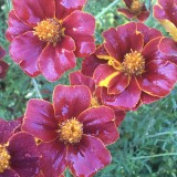 Tagetes linnaeus 'Glowing Embers'