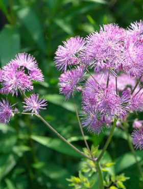 Thalictrum aquilegifolium blooms in the garden