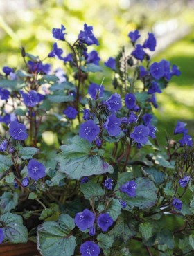 Phacelia campanularia