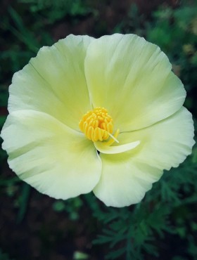 Eschscholzia californica 'Alba' (crèmewit)