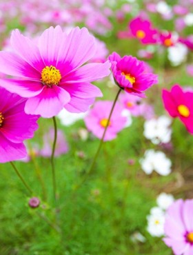 Cosmos 'Radiance'